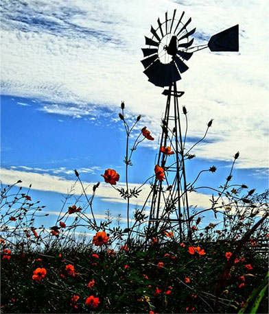 Windmill